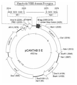 pCANTAB5E vector map