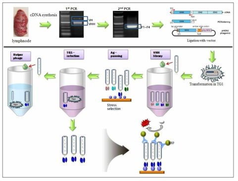 pCANTAB5E vector (gene 3 구조단백질 발현 시스템)를 이용한 단일도메인 항체 제작과정 모식도