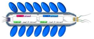 Gene 8 구조단백질 발현 시스템에서 발현되는 단일도메인 항체 구조 모식도