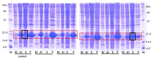 Bacteriophage의 gene 3와 gene 8 구조단백질을 이용하여 선별된 단일도메인 항체들의 solubility 확인을 위한 SDS-PAGE