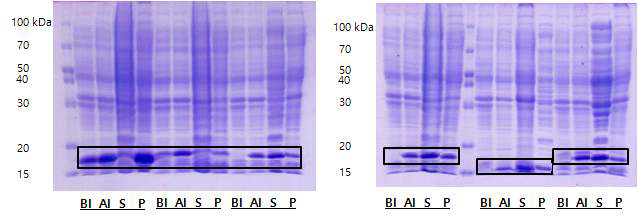 대장균 HB2151 세포 상에서 Flag/His 6 (amber stop)/gene8/pHEN vector를 이용하여 선별된 단일도메인 항체들의 solubility 확인을 위한 SDS-PAGE