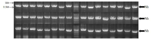 단일도메인항체 library에서의 colony PCR 결과