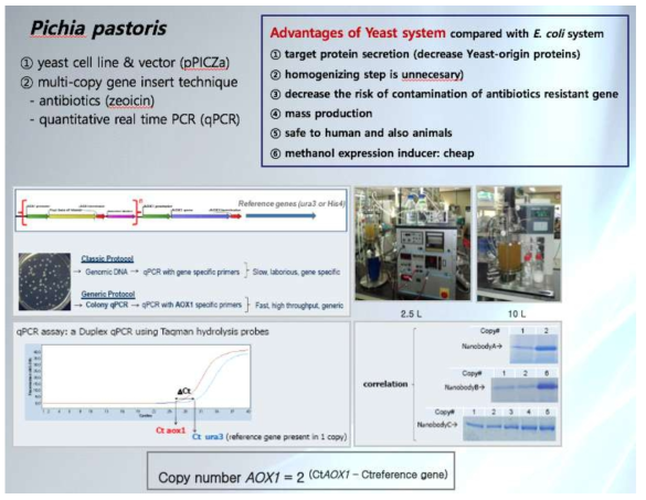 단일도메인항체의 Pichia pastoris(효모)를 활용한 발현시스템의 개요 및 장점