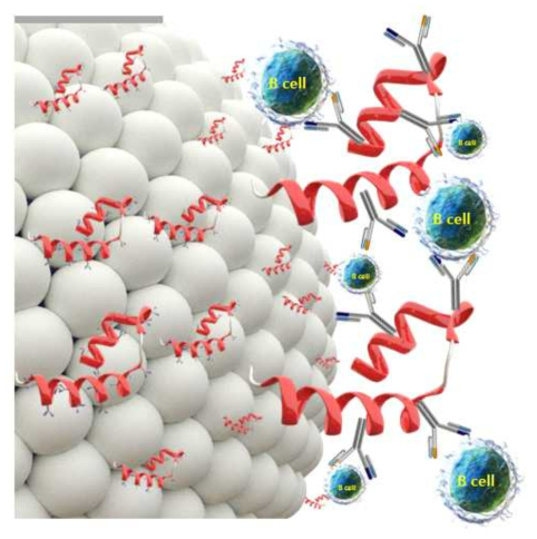 Anti-camel CD138 항체를 이용한 immuno-magnetic separation 모식도