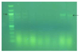 쌍봉낙타 백혈구로부터 유래한 CD138 유전자의 RT-PCR 결과