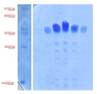 대장균에서 발현된 CD138 단백질의 정제 결과