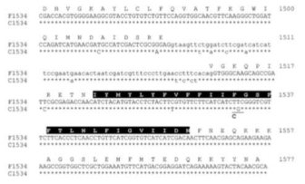 흰줄숲모기 야생형 및 돌연변이형 아미노산 서열 분석