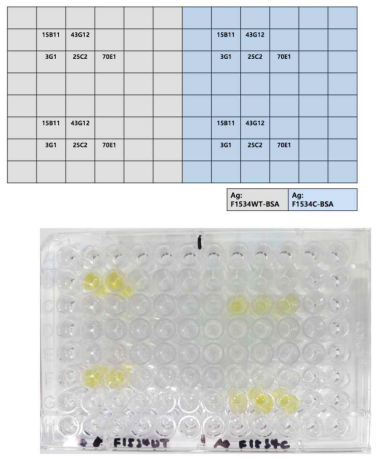 유효 나노항체의 특이성 분석결과