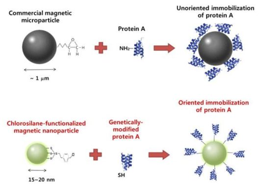 Protein A의 일정방향성 chlorosilane-자성나노입자 개발 모식도