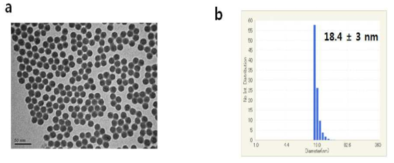 CTMS-MNPs의 모양 및 크기확인