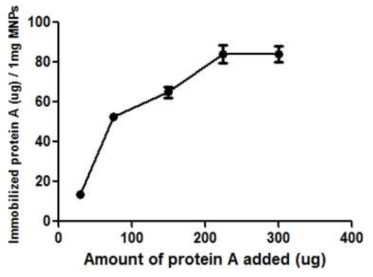 ProteinA-cys 단백질의 양에 따른 CTMS-MNPs의 고정화 최적화