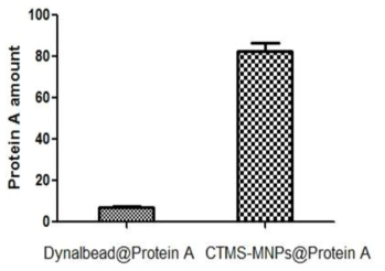 Dynalbead@ProteinA 대비 개발한 CTMS-MNPs@Protein A의 고정화된 protein A 양 비교