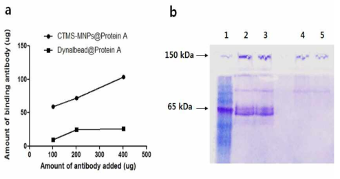 Dynalbead@ProteinA 대비 개발한 CTMS-MNPs@Protein A의 항체결합능 측정