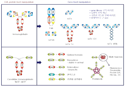 기존항체와 단일도메인항체의 발현 format 비교를 통한 장단점 분석