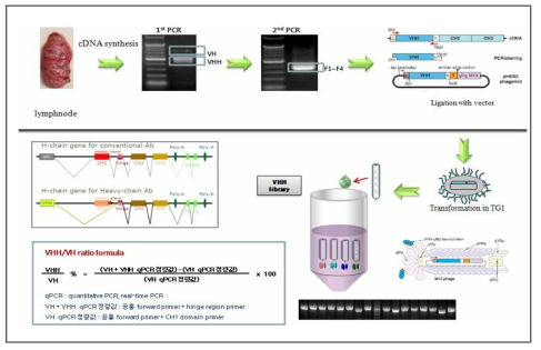 단일도메인항체 제작과정 모식도 2 유전자 라이브러리 제작과정