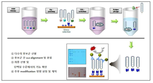 단일도메인항체 제작과정 모식도 3 phage display 등 후보단일도메인항체소재 도출과정