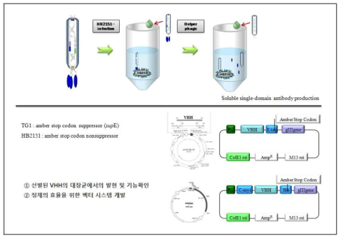 단일도메인항체 제작과정 모식도 4 후보단일도메인항체소재 기능성 부여를 위한 벡터설계