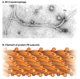 Bacteriophage M13