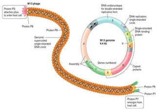 Bacteriophage M13 genome 분석