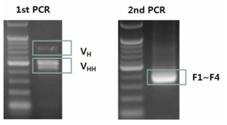 단일도메인항체 유전자를 증폭하기 위한 nested PCR 결과