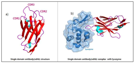 단일도메인항체소재의 구조 및 특이 항원 결합구조 분석