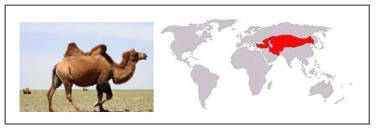 쌍봉낙타 (Camelus bacterianus) 및 분포지역 우리나라가 위치한 동북아시아에서는 몽골의 고비사막 접근 용이