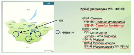 쌍봉낙타의 분포지역