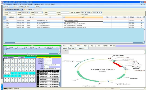 Flag/His 6 (amber stop)/gene8/pHEN vector map 및 전산등록