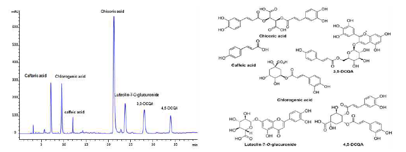 이고들빼기 추출물에 대한 성분프로파일링