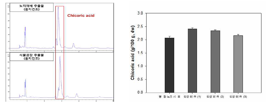 노지 및 식물공장 이고들빼기의 HPLC 크로마토그램 및 chicoric acid 함량