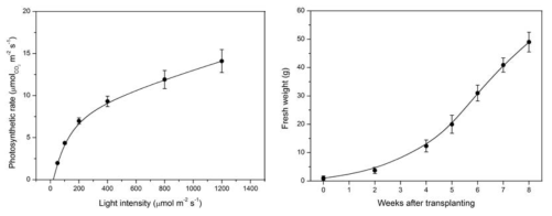 광도에 따른 애엽의 광합성 속도(좌) 및 정식 후 재배시기에 따른 생체중 변화(우)