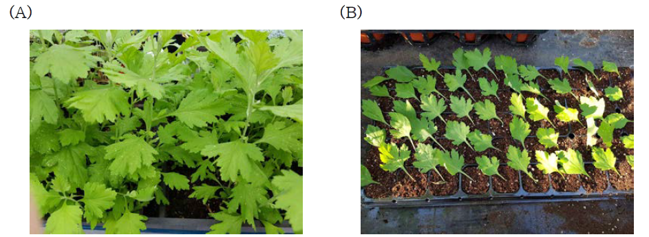 애엽 번식을 위해 재식된 모주(A)와 모주로부터 채취 후 삽목된 개체(B)