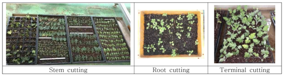 삽목 방법의 다양화 실험