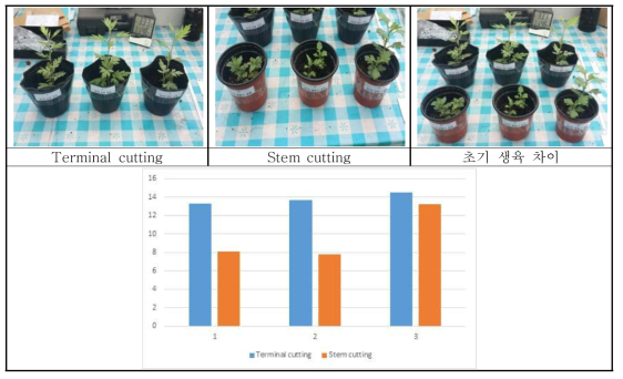 삽목 방법에 따른 초기 생육 비교(초장)