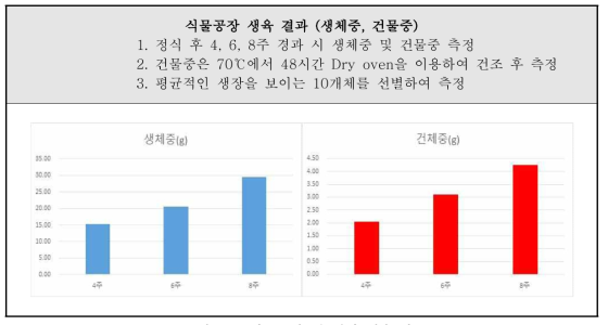 식물공장 내 애엽 생육 자료