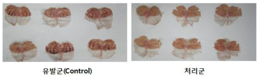 알코올 유발군 대비 애엽 처리군의 위출혈 증상 완화 결과
