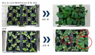 피트모스, 펄라이트 혼합상토 및 암면을 이용한 심지관수 시스템