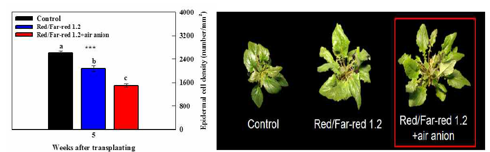 공기음이온 Level II+red/far-red 1.2 복합처리에서 5주간 재배한 잎의 세포 밀도