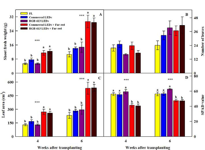 RGB 613 LED에 추가적인 Far-red 처리에서 6주간 재배한 이고들빼기의 지상부의 생체중(A), 엽수(B), 엽면적(C), SPAD 값(D)