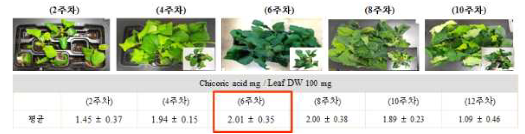 재배 기간 별 지표성분(chicoric acid) 함량 분석 결과