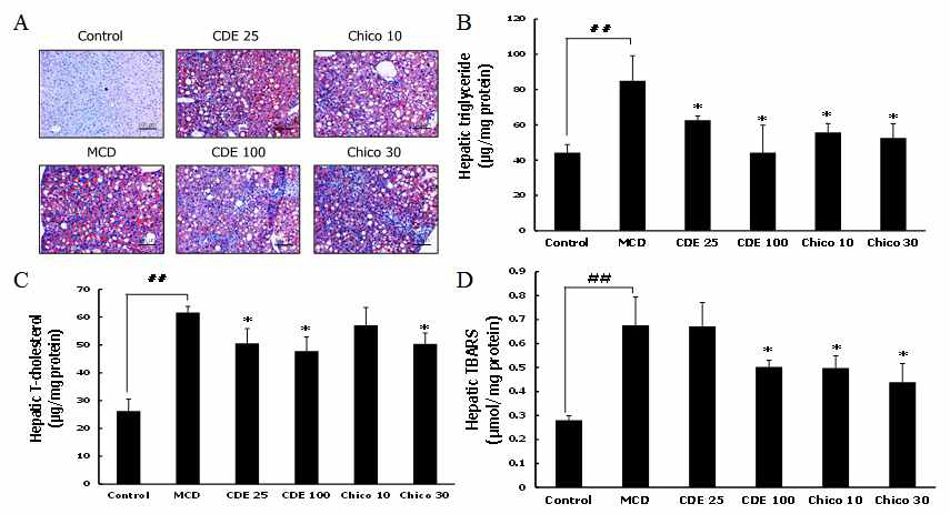 이고들빼기 및 치코릭산의 methionine-choline deficient 식이로 유도한 지방간염 모델에서 간 내 (A) 지질축적, (B) 중성지방, (C) 총 콜레스테롤, (D) TBARS 억제 효능