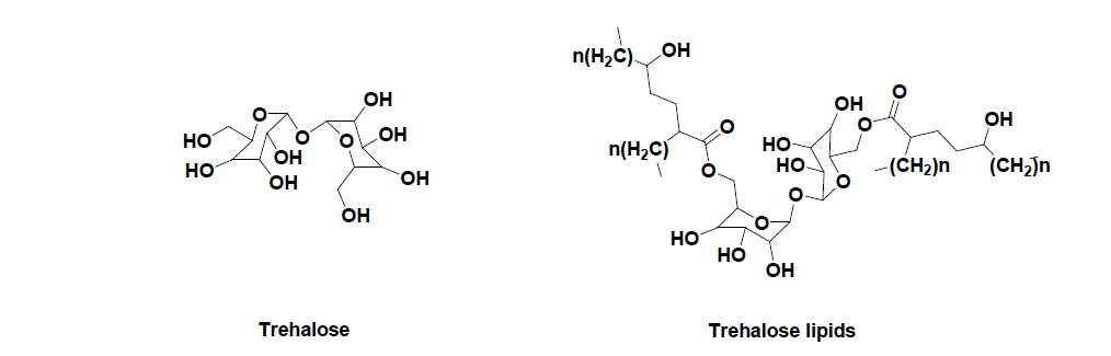 trehalose와 trehalose lipids의 구조