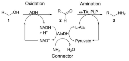 Alcohol dehydrogenase (ADH)와 ω-transaminase(ω-TA)에 의한 아민화 반응