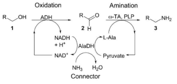 alcohol dehydrogenase(ADH)와 ω-transaminase(ω-TA)에 의한 아민화 반응