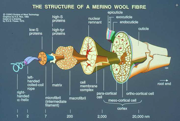 메리노 양모종의 미세 섬유구조 개략도