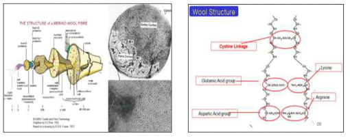 양모섬유의 물리적 구조도 및 산화환원 반응기