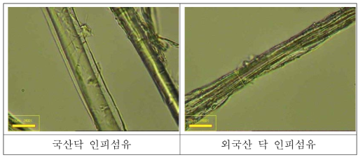 닥나무 인피섬유의 현미경 사진