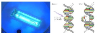 UV-C Lamp 및 DNA 파괴 모식도