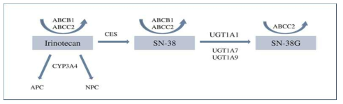 이리노테칸(Irinotecan)의 대사(Metabolism)