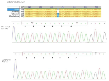 cloning 후 UGT1A1 *28 wild type과 *28 mutant type의 서열분석을 통하여 의도한 플라스미드 DNA를 확보함을 검증 함